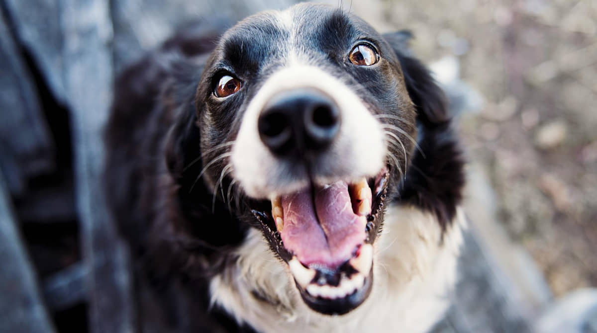 Bertioga está com 150 pets para serem adotados