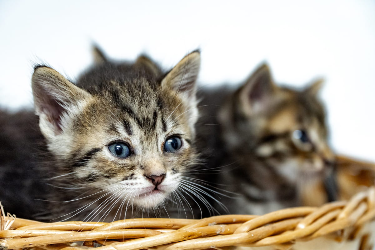 Os animais também estarão na feira de adoção, realizada todas as sextas-feiras, das 9h às 13h, na feira livre