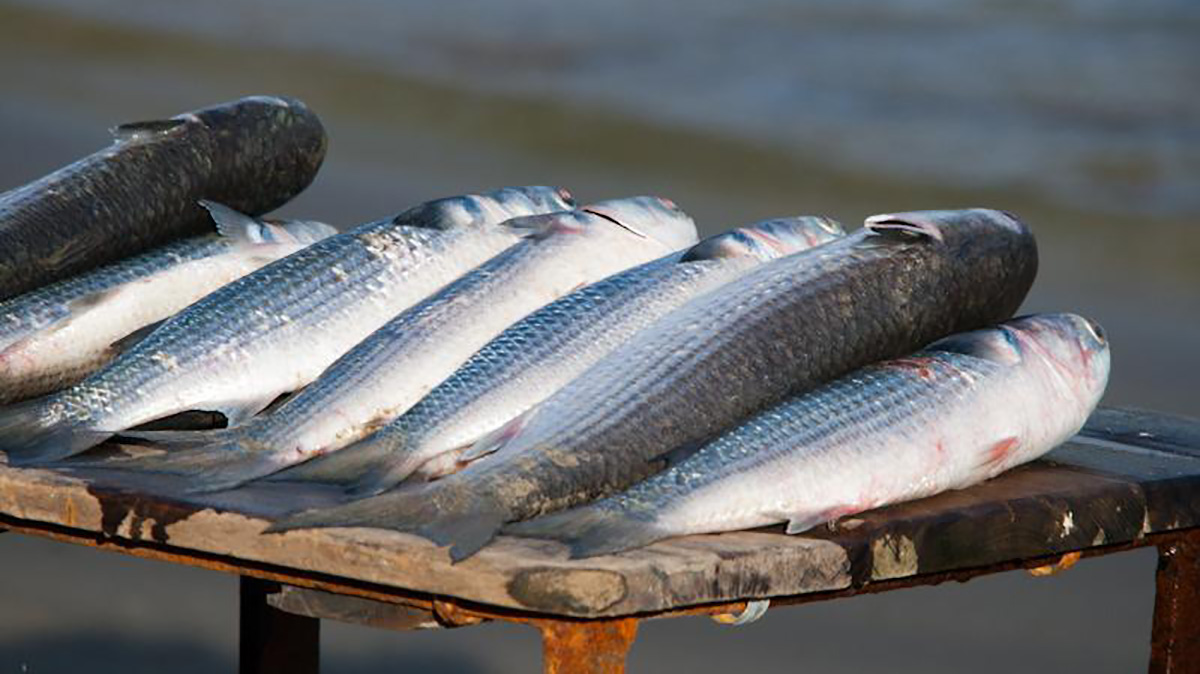 A tainha é um peixe muito presente no litoral brasileiro e comum na alimentação humana