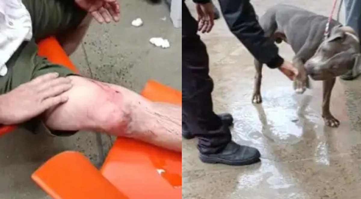 Avô precisou lutar contra pitbull para salvar neto em mercado de Santos
