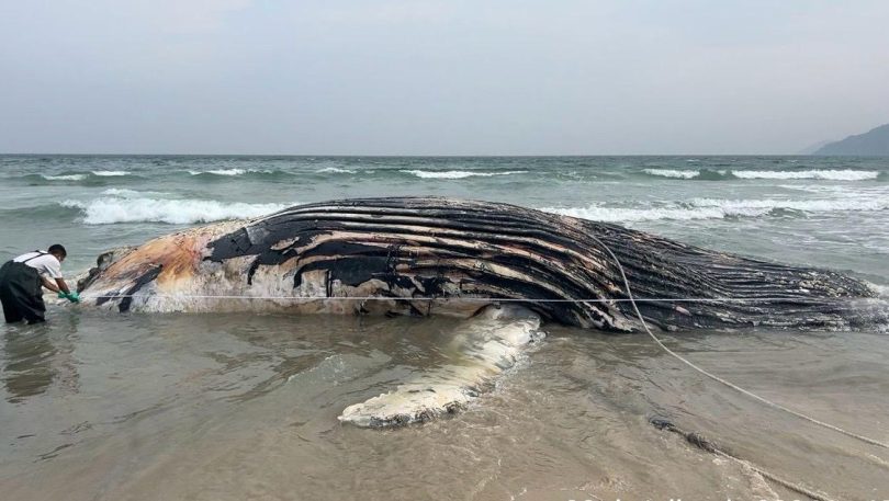 Baleia-jubarte (Megaptera novaeangliae) foi encontrada em praia de São Sebastião
