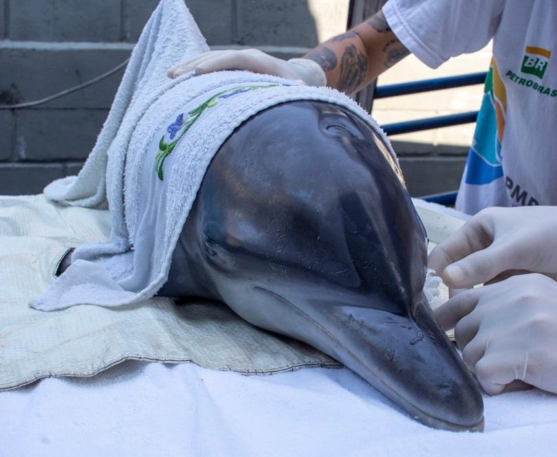 O Golfinho-pintado-do-Atlântico costuma viver nos oceanos Atlântico, Golfo do México e Caribe, próximos à costa