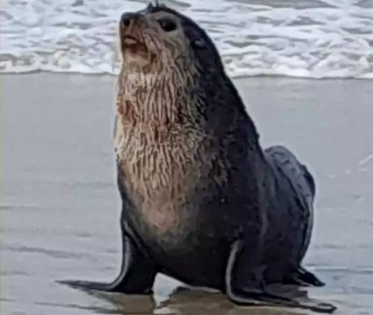 Animais não apresentaram sinais de doença