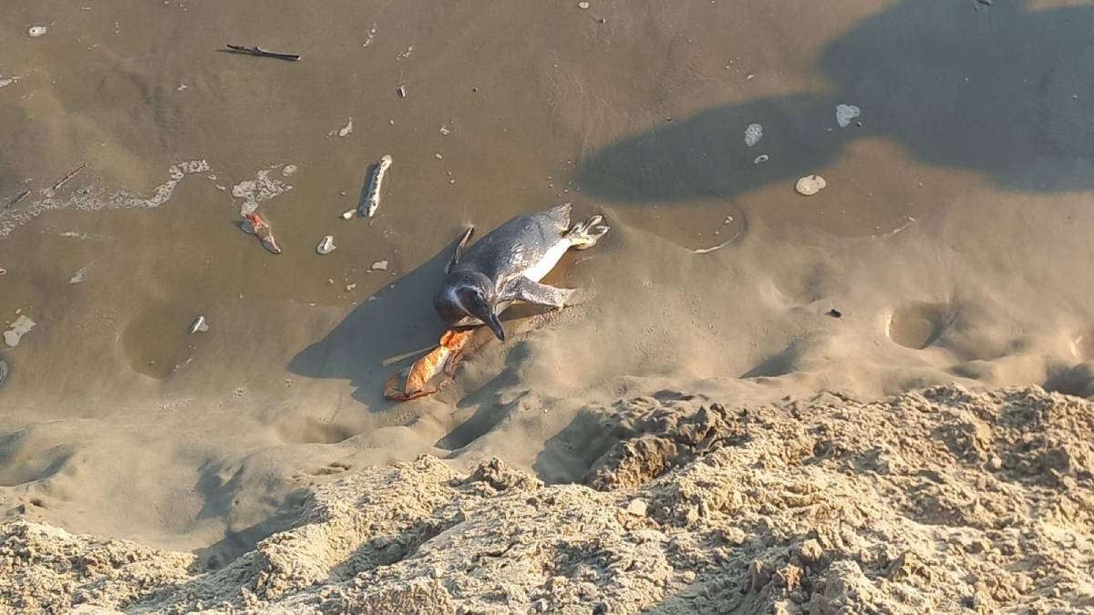 Segundo equipe do Aquário, animal apresentava sintomas de gripe aviária