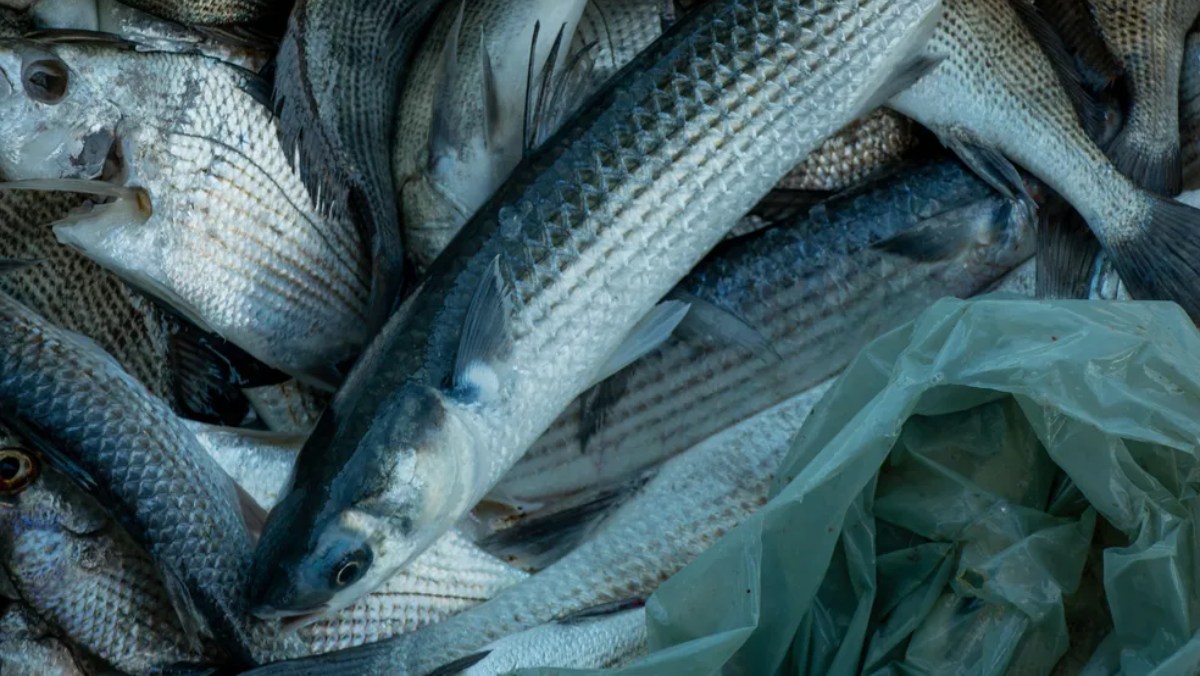 O nosso organismo pode absorver essas substâncias químicas e tóxicas dos plásticos