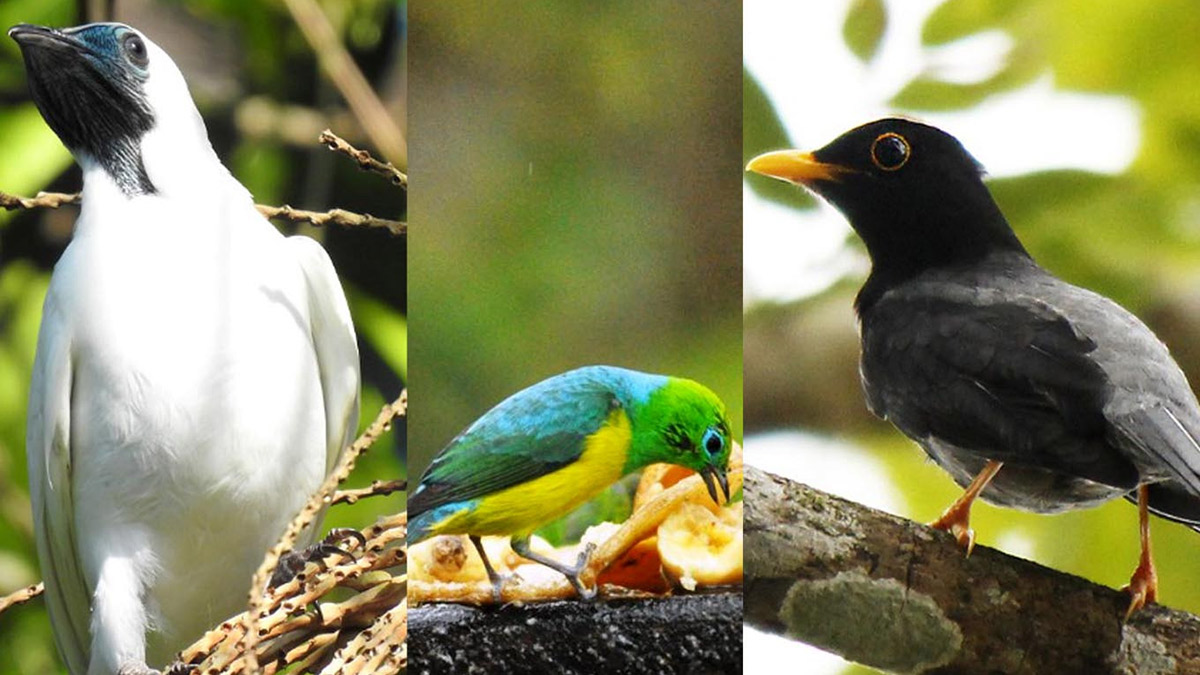 Os guias de birdwatching ficam atentos aos bichos que vão aparecendo