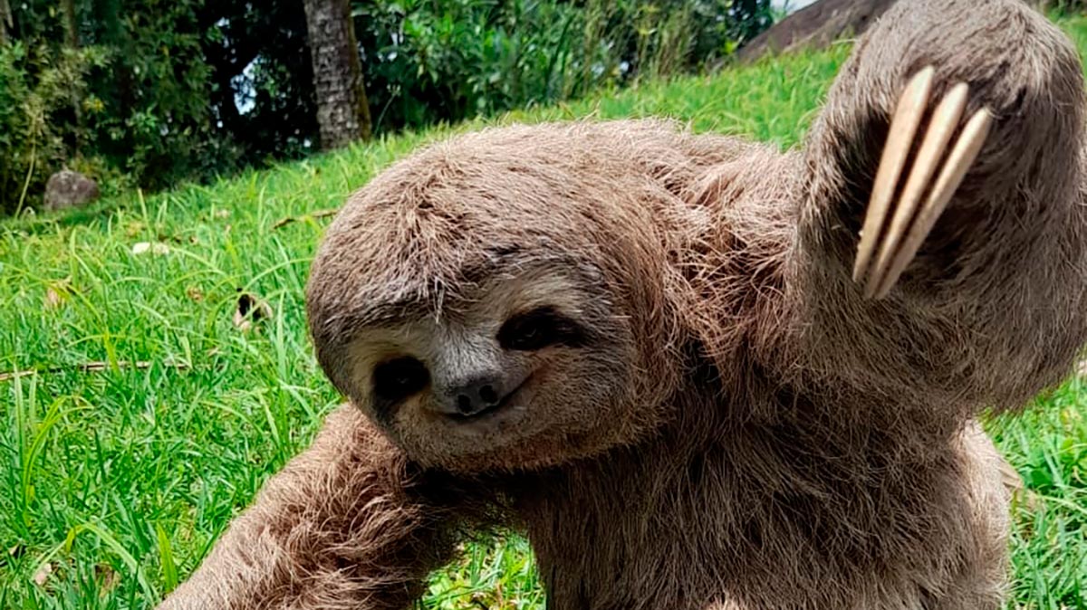 Os registros de animais silvestres nas cidades estão se tornando cada vez mais frequentes