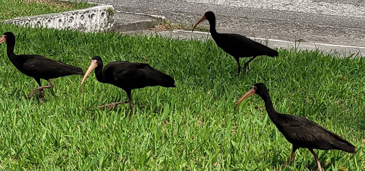 O estado de conservação do Tapicuru está classificado como pouco preocupante