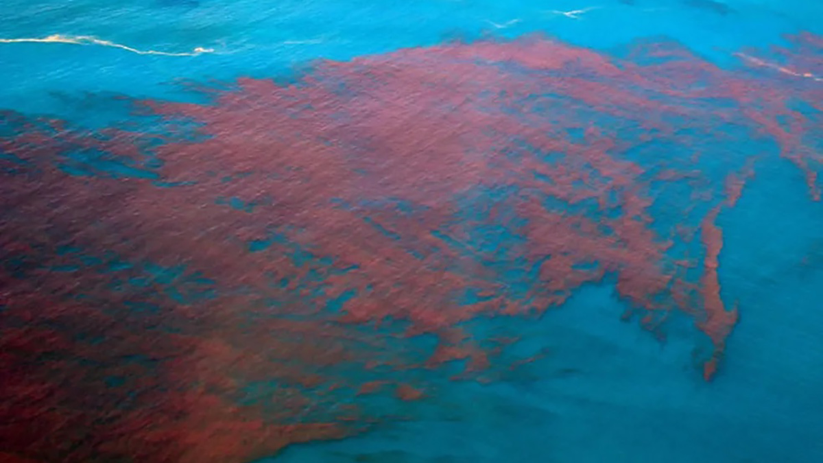 O fenômeno Maré Vermelha, vindo de Santa Catarina, pode atingir o litoral