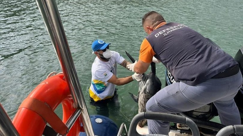 Ele habita na região do hemisfério sul e durante os períodos de inverno e primavera, deslocam-se para regiões costeiras em busca de comida.