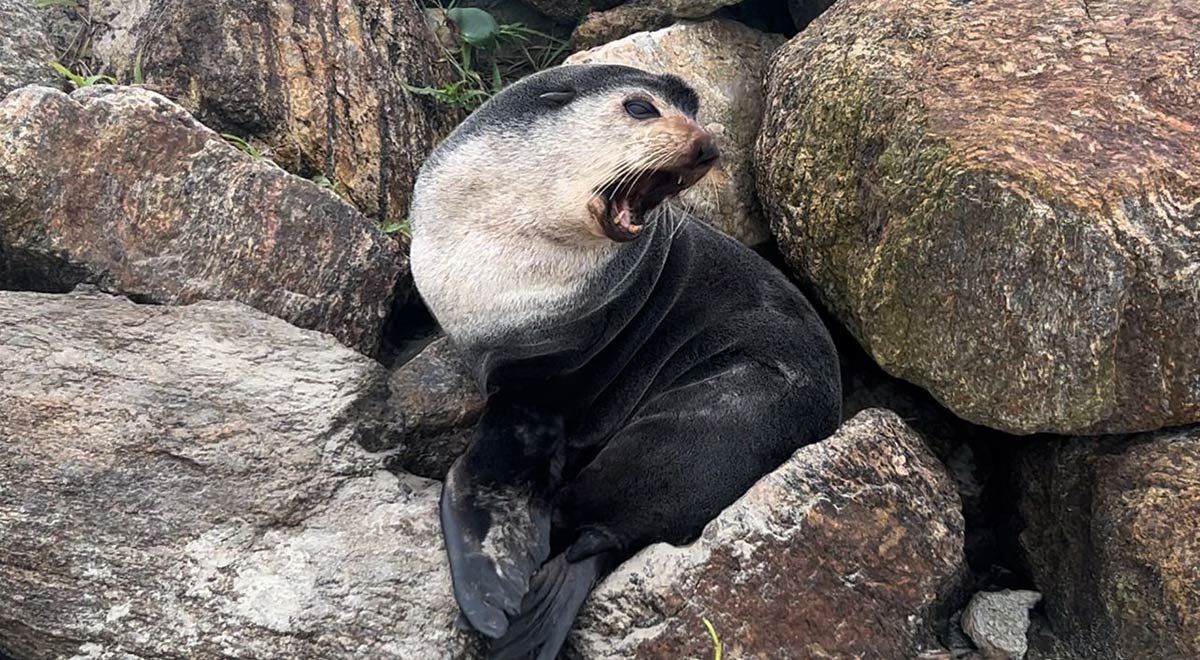 De acordo com o instituto, esse comportamento é típico da espécie