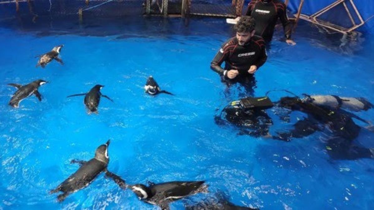 Pinguins do Aquário de Ubatuba passaram por três meses de treinamento