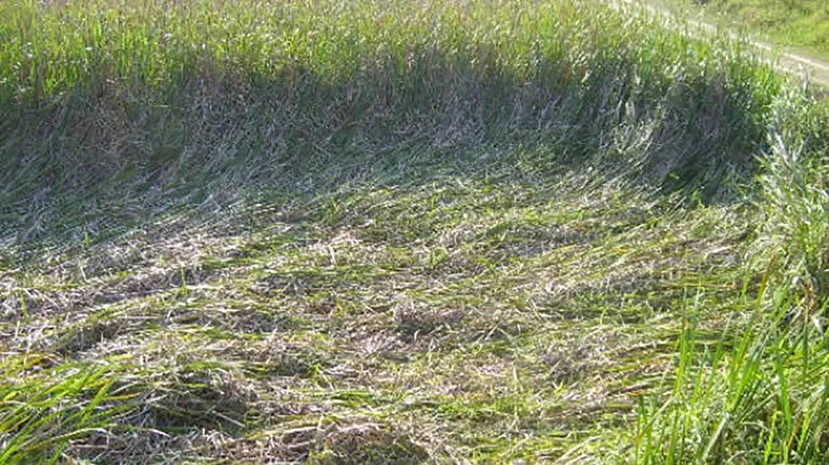 Ufólogos acreditam que buraco em matagal foi feito em visita extraterrestre