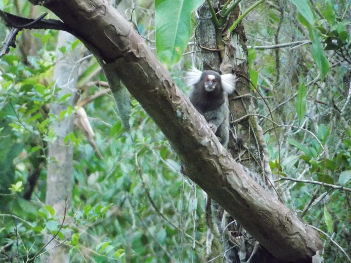O sagui-de-tufo branco não tem predador natural nas matas da região e os especialistas atribuem a sua chegada ao tráfico de animais silvestres