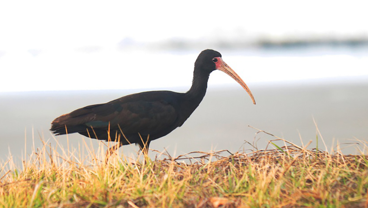 O Tapicuru (Phimosus infuscatus) se espalhou por toda a Baixada Santista