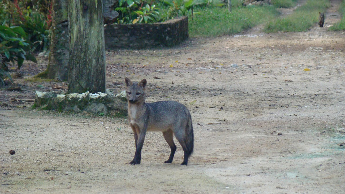 Dois cachorros-do-mato foram filmados no bairro do Guaraú, em Peruíbe