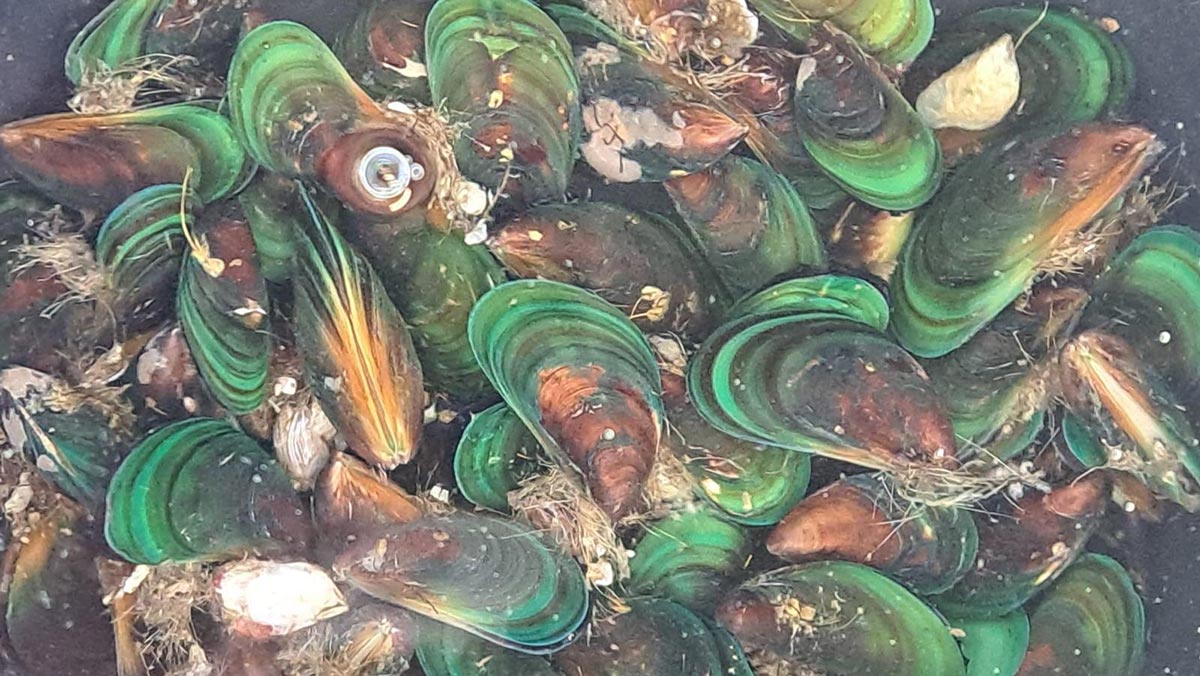 O mexilhão-verde originário das águas quentes do Indo-pacífico