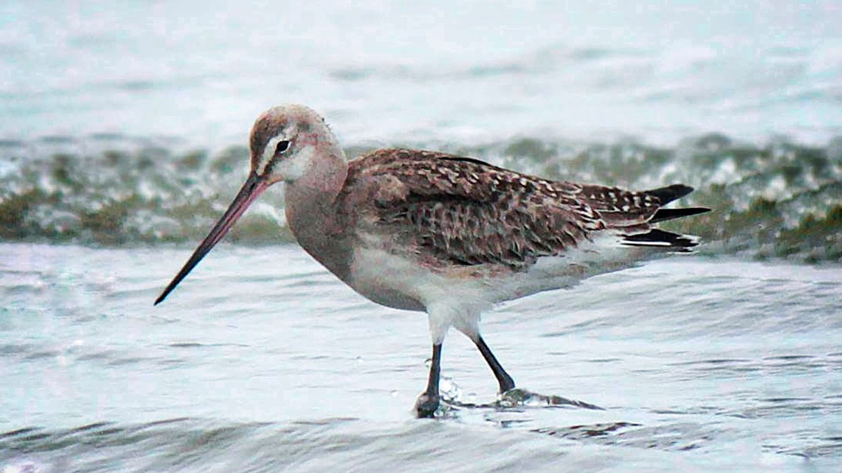 O Maçarico-de-bico-virado (Limosa haemastica) veio do polo norte e chegou ao litoral paulista