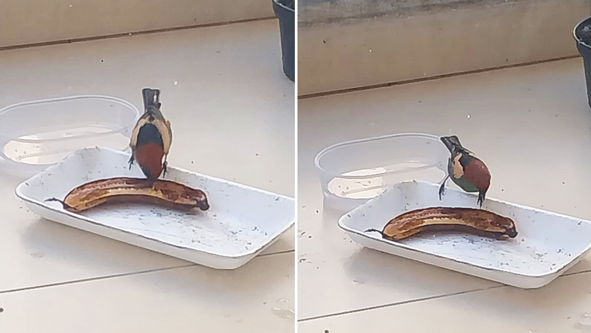 Uma Saíra-sapucaia foi fotografada no 8&ordm; andar de um prédio, em Santos