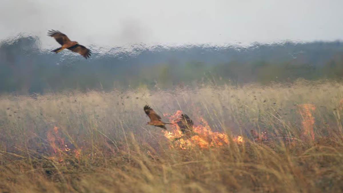 De acordo com os cientistas, essas aves de rapina prosperam em incêndios florestais