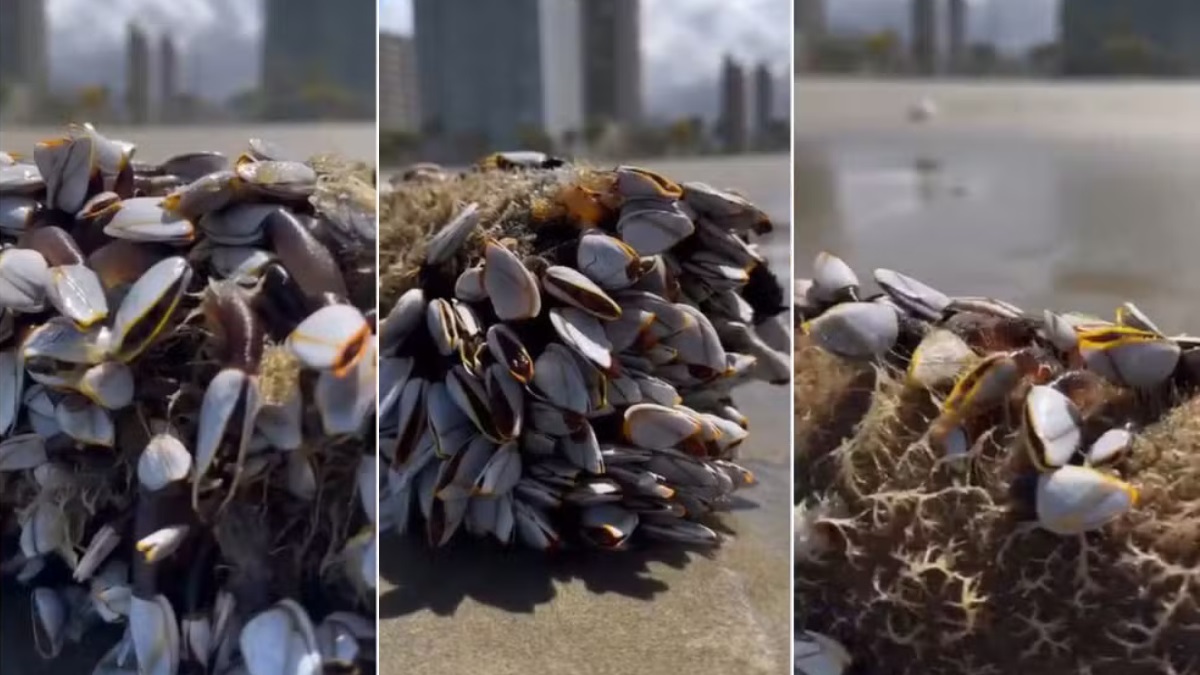 O registro foi feito na Praia da Aviação, por volta das 9h de terça-feira (24)