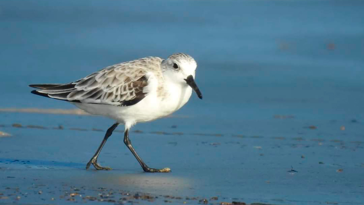 O Maçarico-branco (Calidris alba) chegou ao litoral de São Paulo