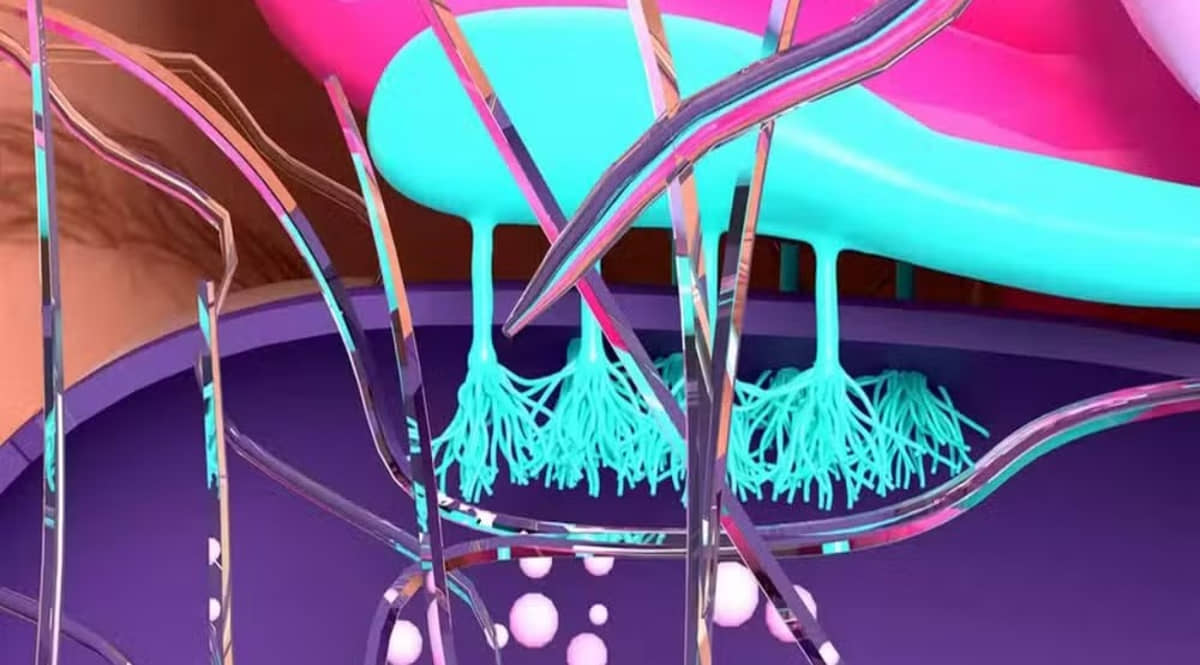 Fragmentos e partículas de microplásticos podem matar por infarto ou AVC