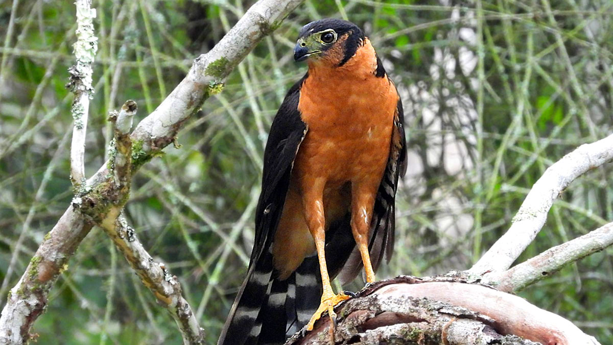 O falcão-relógio é uma ave falconiforme da família Falconidae