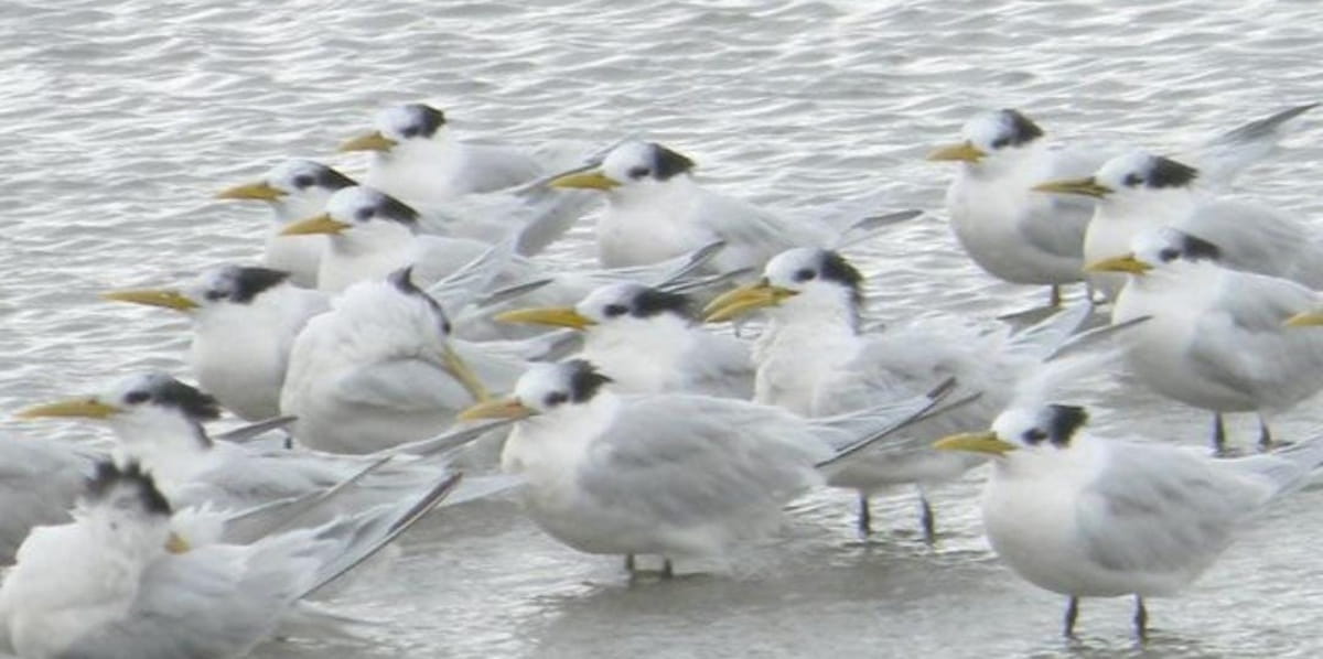 Na quinta-feira, a cidade vai receber o título internacional de Cidade das Aves, pela ONG Environment for the Americas