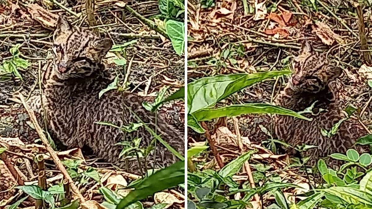 Uma suposta jaguatirica foi filmada no quintal de uma casa na RDS de Barra do Una