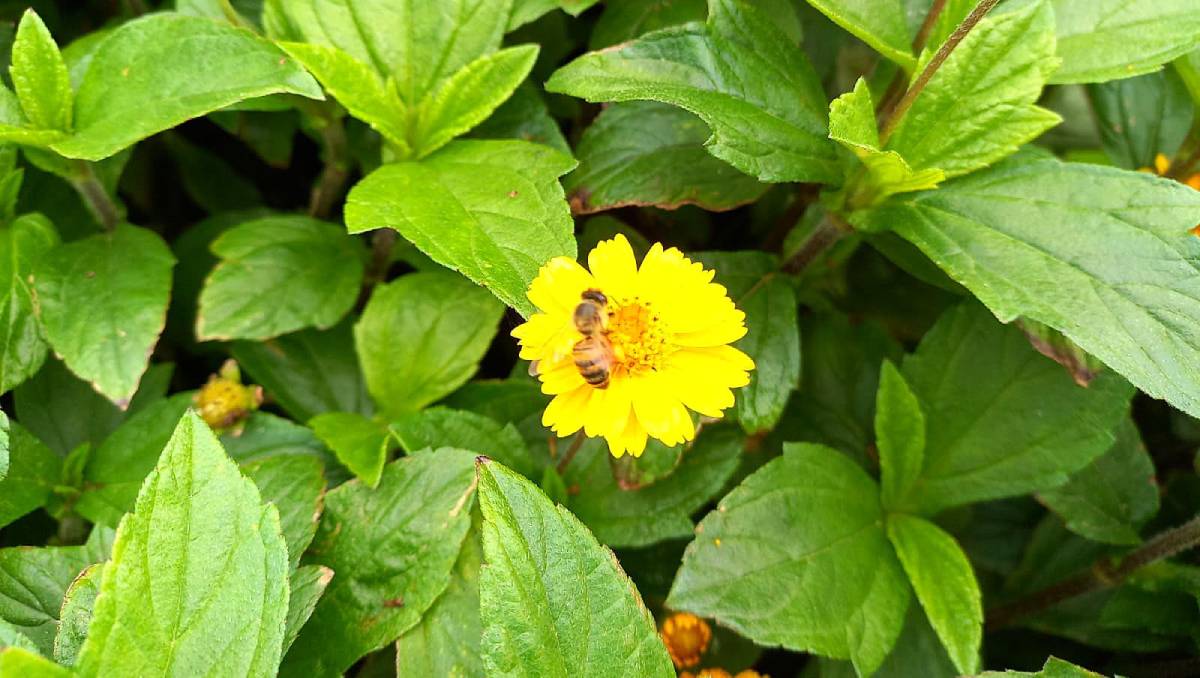Primavera no litoral de SP deve ter mais pancadas de chuva e dias bem quentes