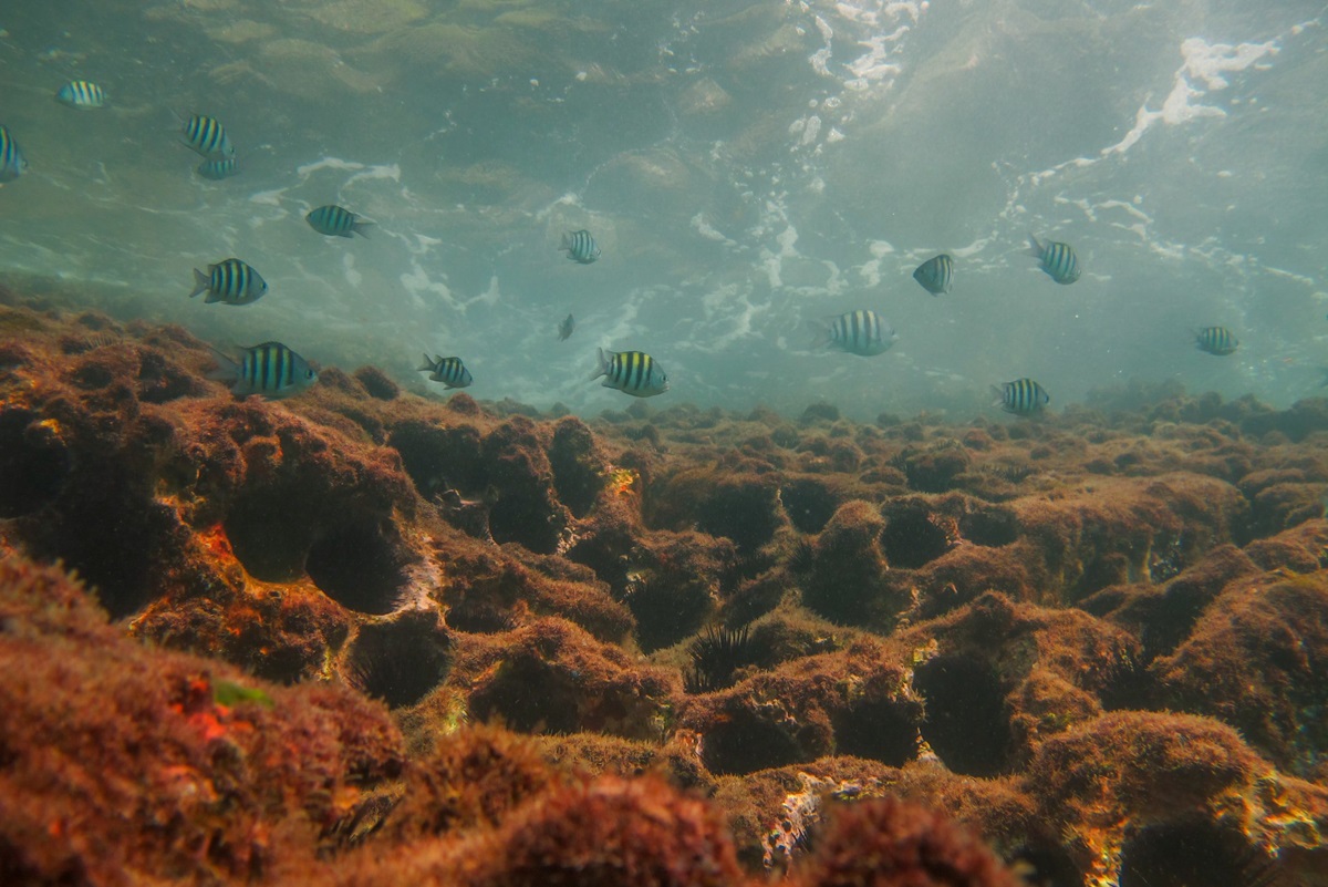 Projeto mostra o impacto da temperatura do oceano, da força das ondas e do volume de água doce que chega no mar na biodiversidade marinha