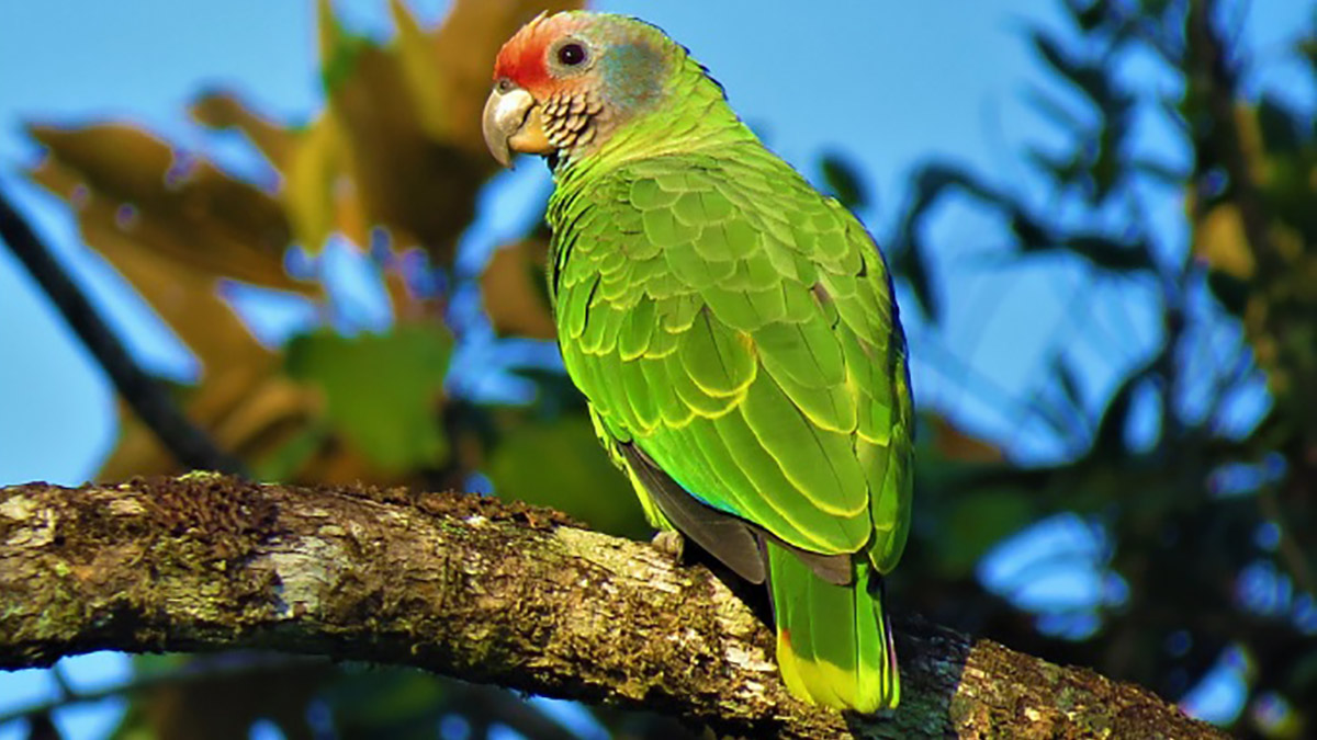 O Papagaio-de-cara-roxa vive somente nos litorais de São Paulo e do Paraná