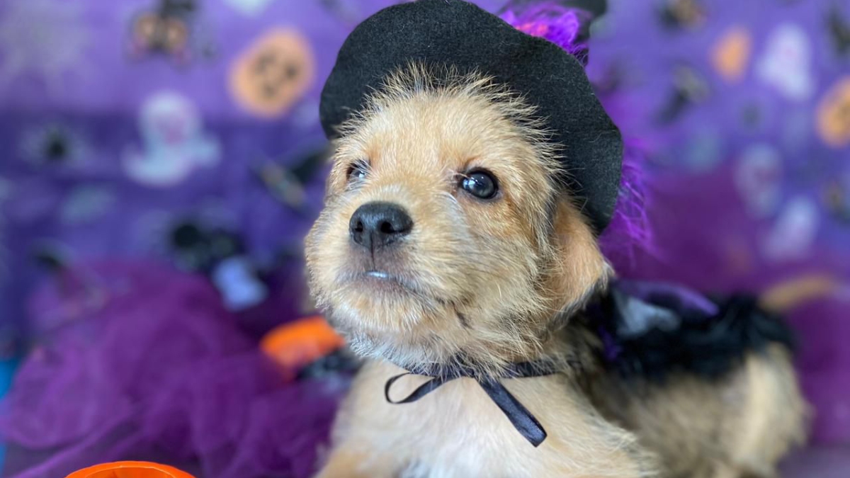 Os interessados podem entrar em contato com o CCZ