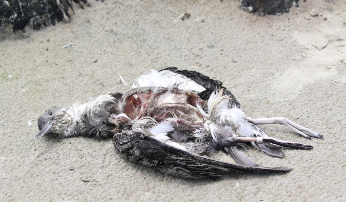 A ave encontrada é uma Pardela-sombria