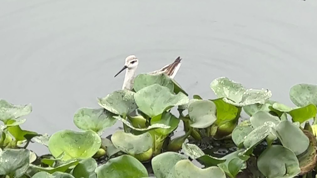 A Pisa n'agua (Phalaropus tricolor) é uma ave migratória que vem do hemisfério norte
