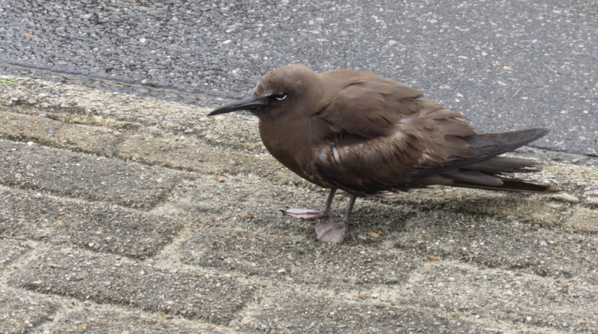 Renee estava sendo guiada pelo biólogo Fábio Barata