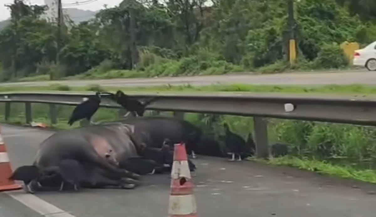 A Polícia Rodoviária já está no local para retirar os animais da via