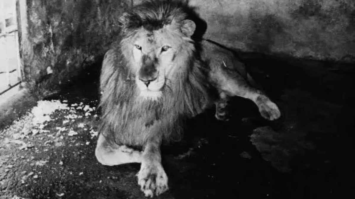 Apesar do histórico de maus-tratos, o leão surpreendeu a vizinhança por sua docilidade, convivendo pacificamente com o ambiente ao seu redor