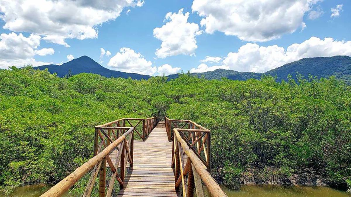 Ao atravessar a passarela, o visitante pode ver de perto os caranguejos na área de manguezal