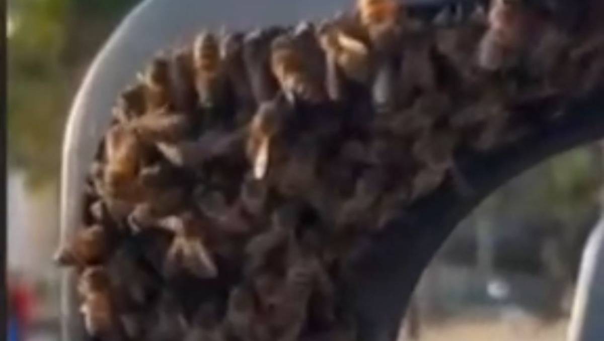 O enxame decidiu se alojar em uma cadeira de praia