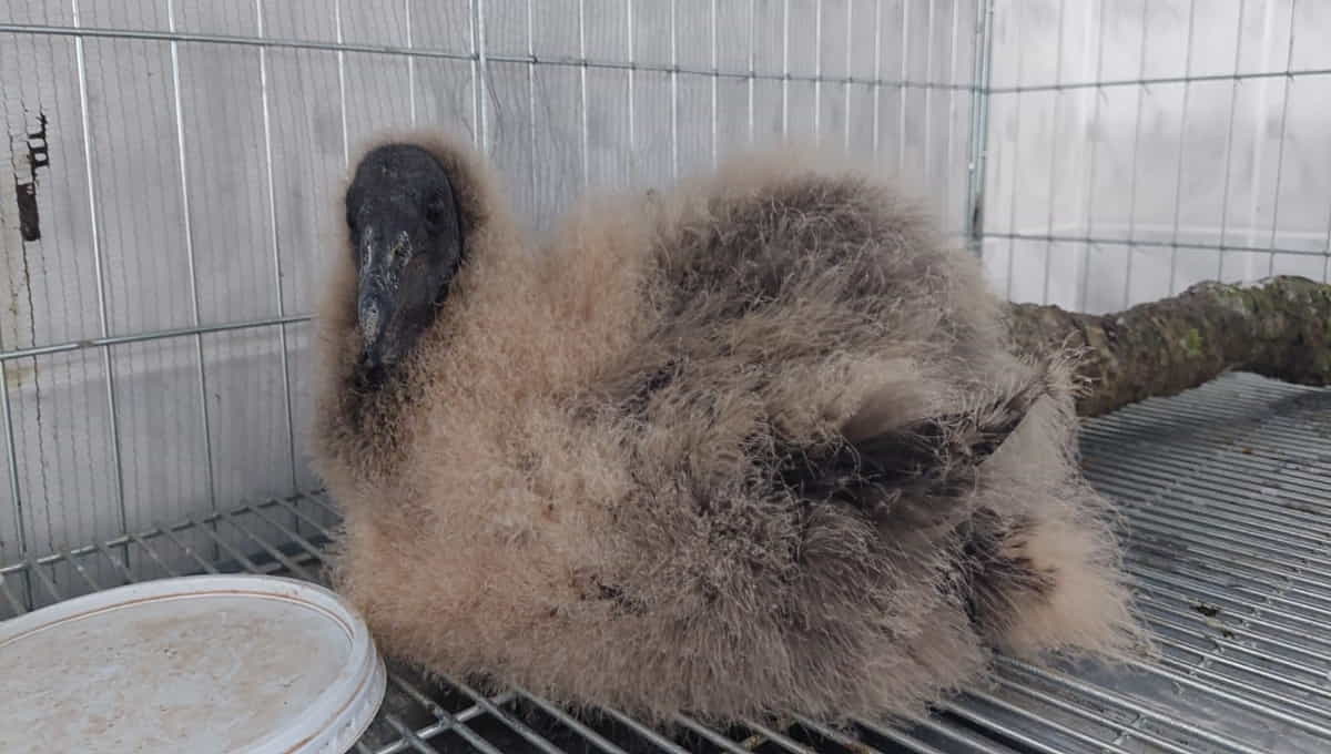 Filhote de urubu não voa e ainda não completou o seu pleno empenamento