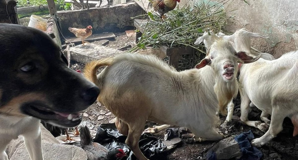 Animais se encontravam em um local de extrema sujeira, sem água e sem comida