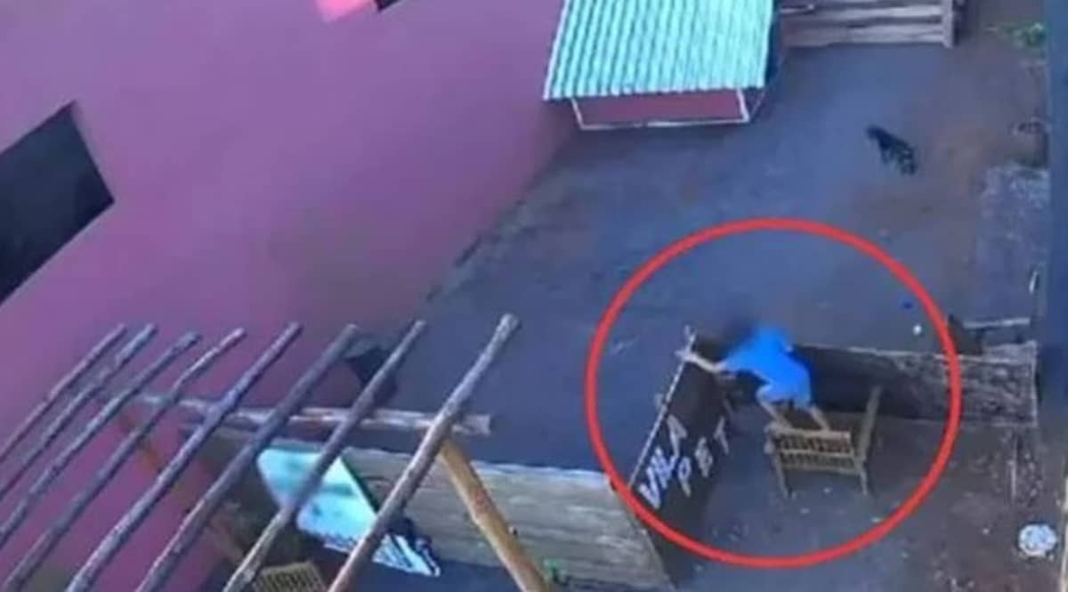 Menino de 9 anos invade clínica veterinária e mata, com requintes de crueldade, 23 animais