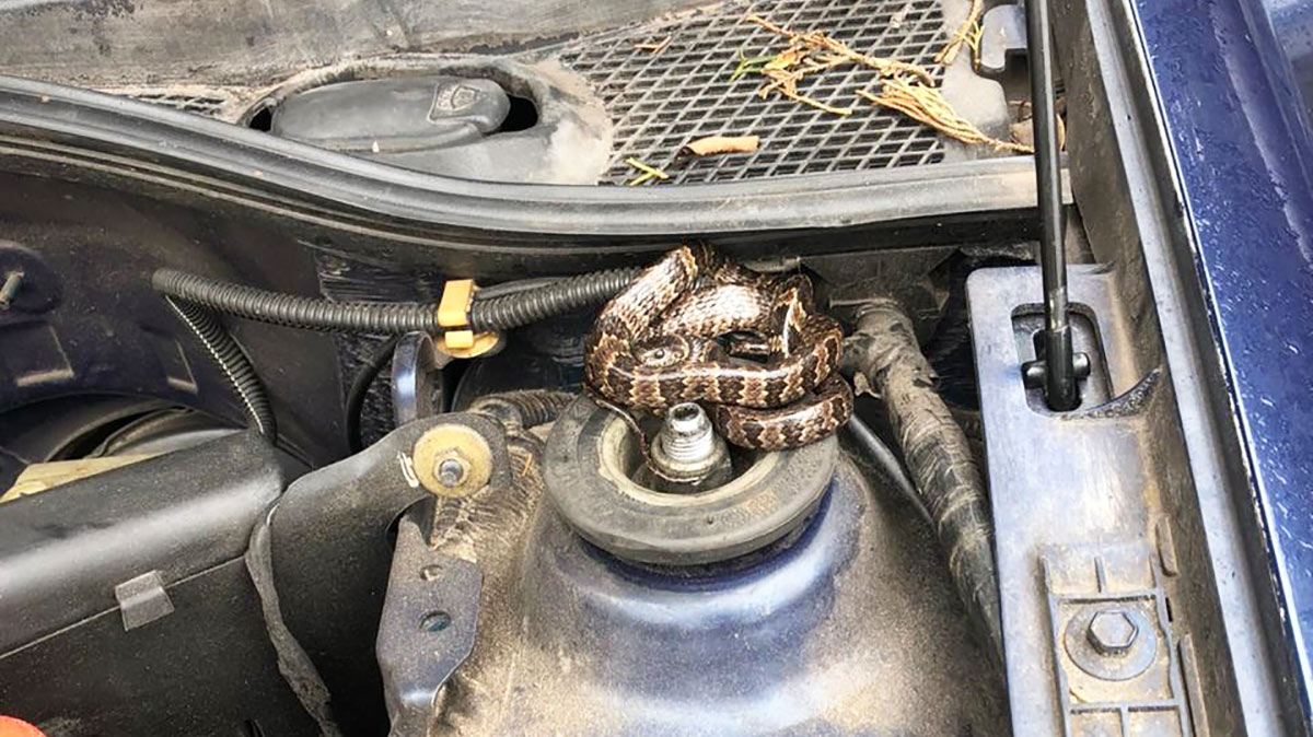 Animal estava no capô do carro de Paulo Isaac Amorim