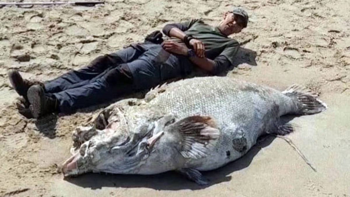 Um dos peixes foi encontrado no dia 28 de setembro na praia do Rio Verde, em Iguape, pelos biólogos Ed Ventura e Carlos Campos