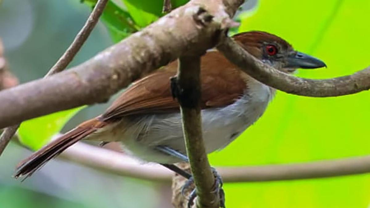 O Choró-boi (Taraba major) foi fotografado pela primeira vez em Peruíbe