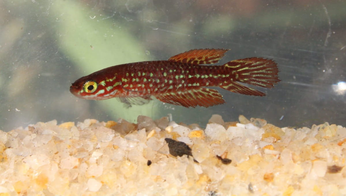 A redescoberta reacendeu as esperanças de conservação da biodiversidade de peixes de água doce da Mata Atlântica