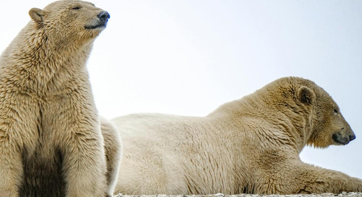 Cientistas descobriram ferimentos dolorosos e limitantes nas patas de ursos polares