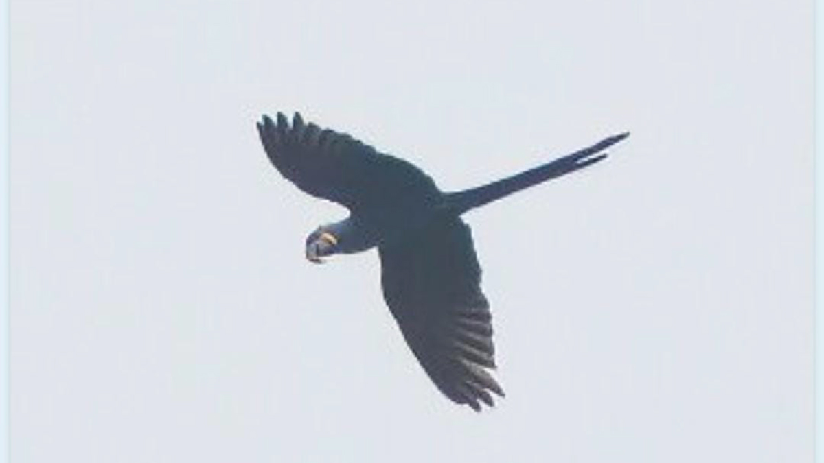 A Arara-azul apareceu em Peruíbe, no litoral de SP